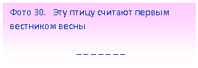 Подпись: Фото 30. Эту птицу считают первым вестником весны
_ _ _ _ _ _ _