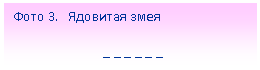 Подпись: Фото 3. Ядовитая змея
_ _ _ _ _ _