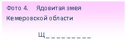 Подпись: Фото 4. Ядовитая змея Кемеровской области
Щ _ _ _ _ _ _ _ _ _