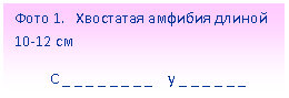 Подпись: Фото 1. Хвостатая амфибия длиной 10-12 см
С _ _ _ _ _ _ _ _ у _ _ _ _ _ _