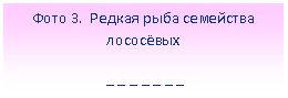 Подпись: Фото 3. Редкая рыба семейства лососёвых
_ _ _ _ _ _ _