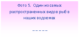 Подпись: Фото 5. Один из самых распространенных видов рыб в наших водоемах
_ _ _ _ _