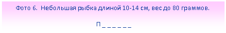 Подпись: Фото 6. Небольшая рыбка длиной 10-14 см, вес до 80 граммов.
П _ _ _ _ _ _