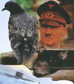 Коллаж