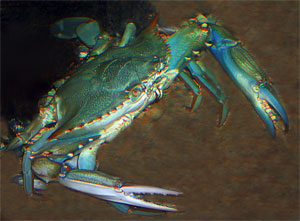 http://*****/images/37.jpg