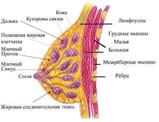 http://*****/images/4/7/uzi-molochnyh-zhelez_2.jpg