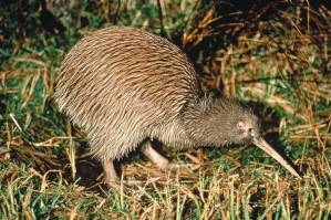 ��������: Kiwi-bird