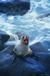 ��������: Fur Seal, Kaikoura