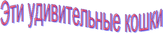 Эти удивительные кошки