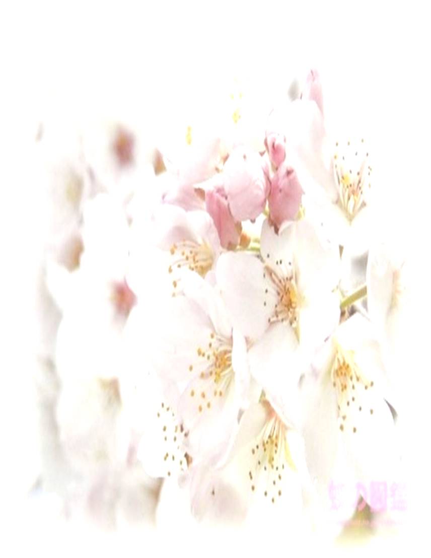 C:\Users\раевпа\Desktop\С ФЛЭШКИ\Цветы сакуры\сакура7.jpg