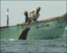 Описание: Whale sharks are hooked by fishermen
