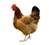 http://www.alphonsospink.com/wp-content/uploads/2011/07/hen.jpg