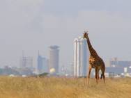 Giraffe_-_Skyline_-_Nairobi_-_Park.jpg