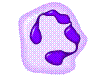 Neuthrophil.png