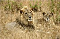 masaimara2_b.jpg