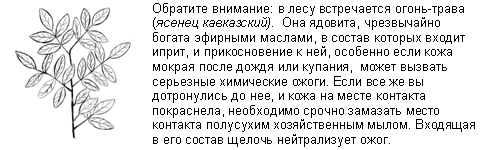Подпись: Обратите внимание: в лесу встречается огонь-трава
(ясенец кавказский). Она ядовита, чрезвычайно богата эфирными маслами, в состав которых входит иприт, и прикосновение к ней, особенно если кожа мокрая после дождя или купания, может вызвать серьезные химические ожоги. Если все же вы дотронулись до нее, и кожа на месте контакта покраснела, необходимо срочно замазать место контакта полусухим хозяйственным мылом. Входящая в его состав щелочь нейтрализует ожог.