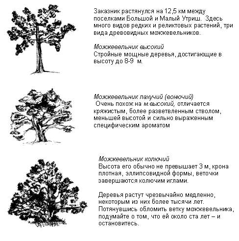 Подпись:
Заказник растянулся на 12,5 км между поселками Большой и Малый Утриш. Здесь много видов редких и реликтовых растений, три вида древовидных можжевельников.
Можжевельник высокий
Стройные мощные деревья, достигающие в высоту до 8-9 м.
Можжевельник пахучий (вонючий)
Очень похож на м.высокий, отличается кряжистым, более разветвленным стволом, меньшей высотой и сильно выраженным специфическим ароматом
Можжевельник колючий
Высота его обычно не превышает 3 м, крона плотная, эллипсовидной формы, веточки завершаются колючим иглами.
Деревья растут чрезвычайно медленно, некоторым из них более тысячи лет. Потянувшись обломить ветку можжевельника, подумайте о том, что ей около ста лет – и остановитесь.
