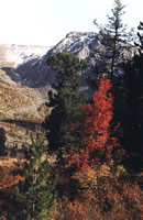 Пеший поход по Горному Алтаю