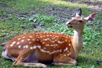 http://*****/ru/content/4588/9/3small.jpg