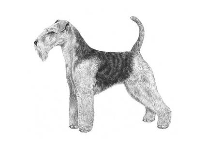 http://www.skk.se/PageFiles/754/welsh-terrier---078_800.jpg