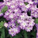 &Vcy;&iecy;&rcy;&bcy;&iecy;&ncy;&acy; Tuscany Lavender Picotee - 5 &shcy;&tcy;
