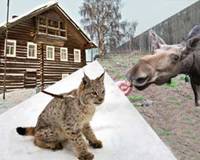 http://*****/zoo_s.jpg