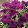 &Pcy;&iecy;&tcy;&ucy;&ncy;&icy;&yacy; &Rcy;&acy;&mcy;&bcy;&lcy;&icy;&ncy; violet &fcy;&icy;&ocy;&lcy;&iecy;&tcy;&ocy;&vcy;&acy;&yacy; (5&dcy;&rcy;&acy;&zhcy;&iecy;)