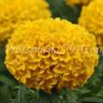 &Tcy;&acy;&gcy;&iecy;&tcy;&iecy;&scy; Taishan Gold - 5 &shcy;&tcy;