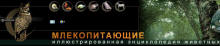 http://*****/edu_images/bio1/filin_small.JPG