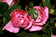Yves_Piaget_03