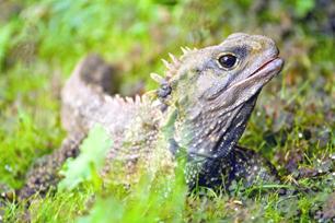 ��������: Sphenodon punctatus