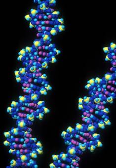 DNA Strands