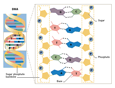 DNA Molecule