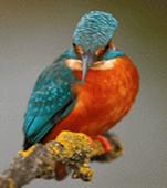 http://*****/wp-content/uploads/Mezhdunarodnyj-den-ptic-2012.gif