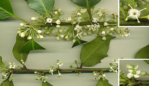 Hollyflowers.jpg