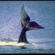 Ballena Franca Austral
