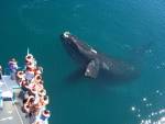 WHALE WATCHING