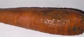 http://*****/img/req/image029.gif