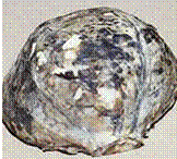 http://*****/img/req/image043.gif