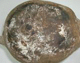 http://*****/img/req/image050.gif