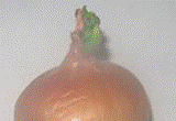 http://*****/img/req/image053.gif