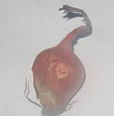 http://*****/img/req/image055.gif