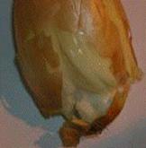 http://*****/img/req/image056.gif