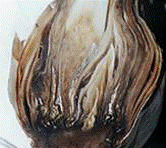http://*****/img/req/image059.gif