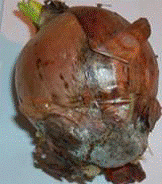 http://*****/img/req/image061.gif