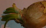 http://*****/img/req/image065.gif