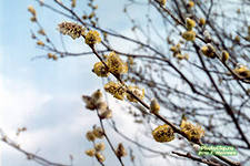 http://im5-tub-ru.yandex.net/i?id=5-72&n=21