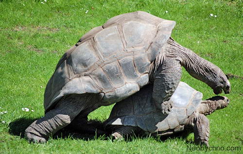 Galapagos_turtles