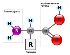 ��������: C:\Users\�����\Desktop\300px-AminoAcidball_rus.svg.png
