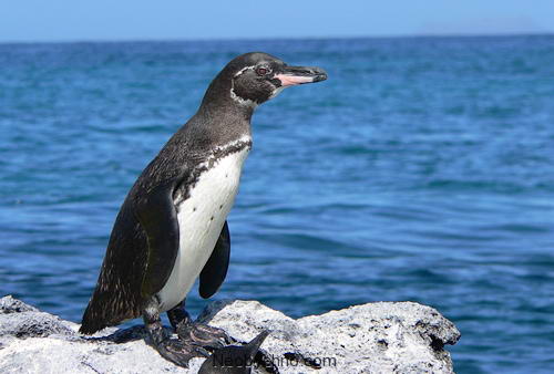 Galapagos-penguin